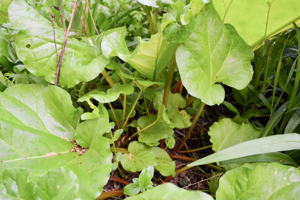 Rhubarb