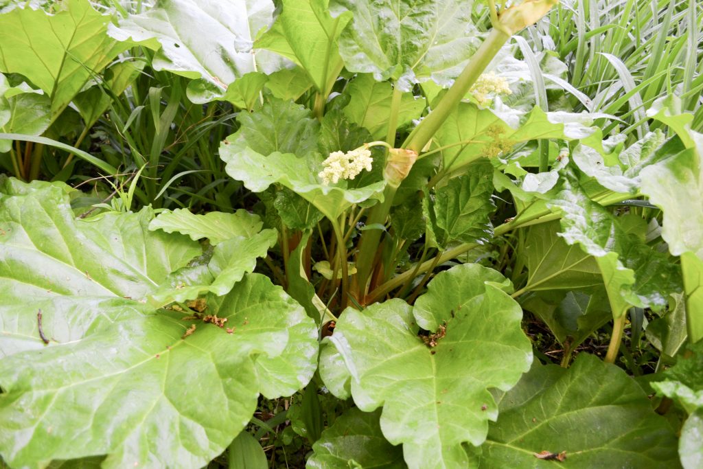 Rhubarb plant