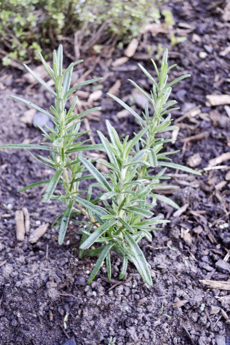 What to Plant in your Kitchen Garden - Quite Simply Kate